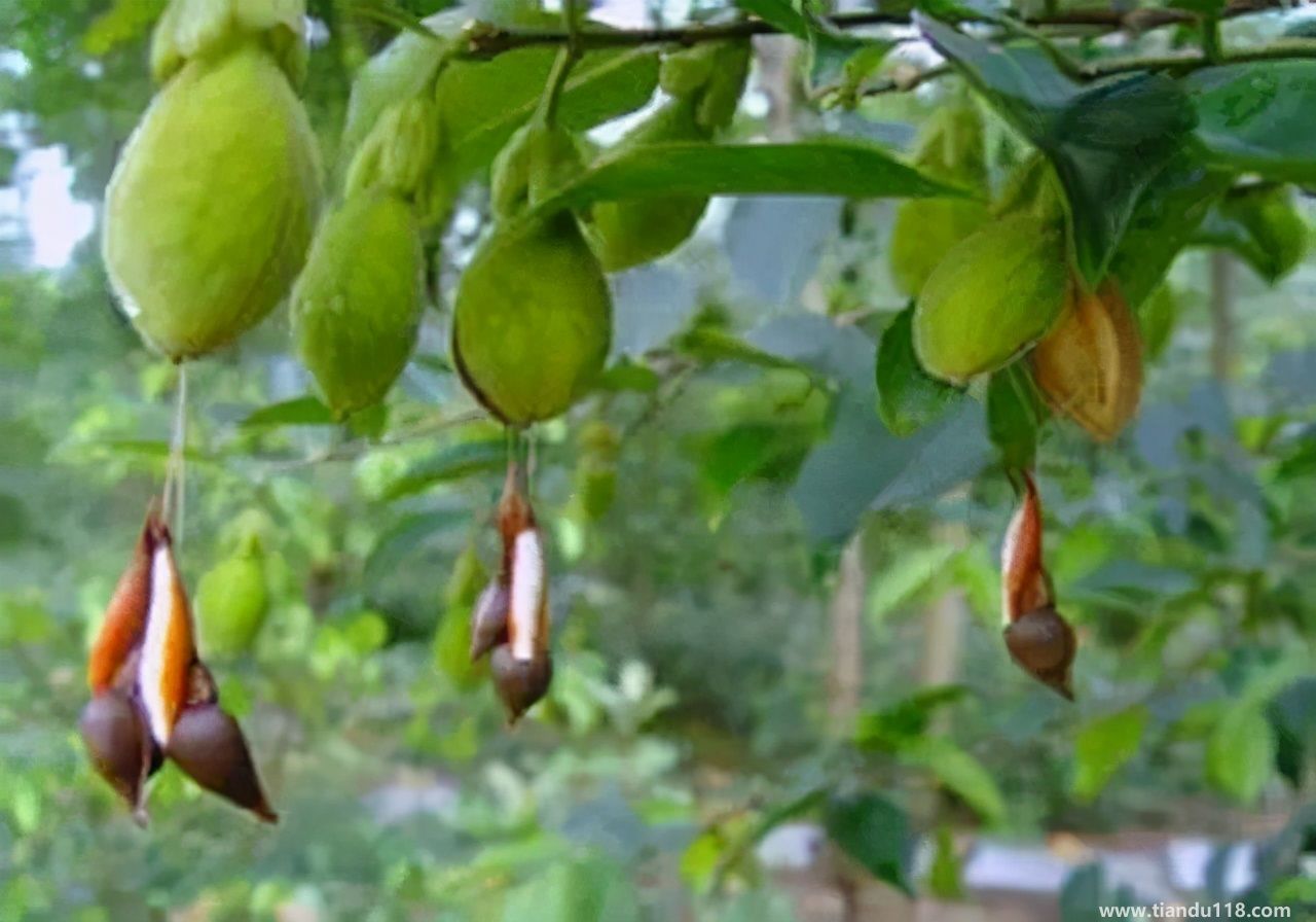 香港十大特產(chǎn)你吃過(guò)嗎？大灣網(wǎng)帶你來(lái)看看有哪些