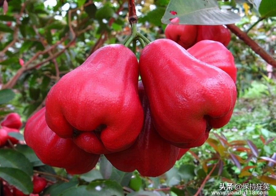 臺(tái)灣十大特產(chǎn)排行榜 臺(tái)灣特產(chǎn)什么最出名 來臺(tái)旅游值得帶的伴手禮