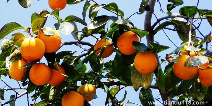 湖南邵陽這四種特產(chǎn)，遠(yuǎn)近聞名，看看你吃過哪幾種？