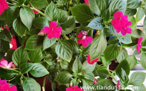 玻璃翠可以在室內(nèi)養(yǎng)嗎3