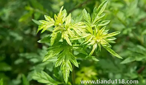 新娘床上放艾草寓意什么(新娘床上放艾草什么時(shí)候放)(圖2) 新娘床上放艾草寓意什么 2