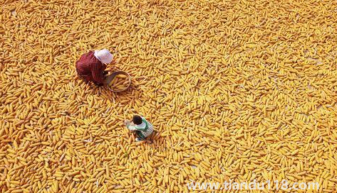 預(yù)言饑荒馬上要來了真的假的（中國(guó)是哪年鬧的饑荒）