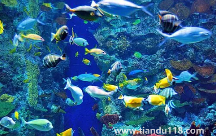 去海洋館穿藍(lán)色衣服好不好看（去海洋館衣服怎么穿）