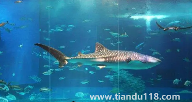 去海洋館穿藍(lán)色衣服好不好看2