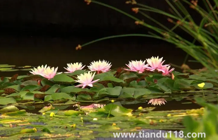 以后夏天會(huì)一年熱過一年嗎（為何近兩年溫度越來越熱）