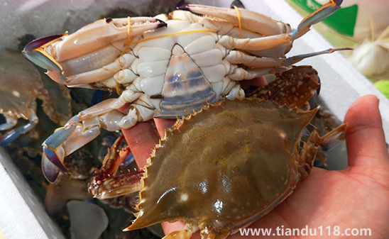 梭子蟹蒸10分鐘會不會有寄生蟲3