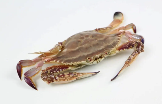 梭子蟹買回來(lái)沒多久就死了可以吃嗎3