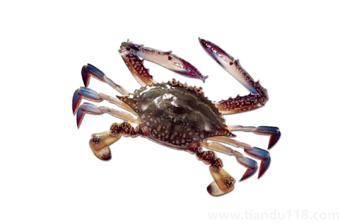 梭子蟹蒸完很多水還能吃嗎3