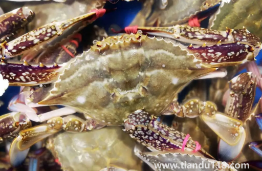 梭子蟹順豐快遞的話能活多久3