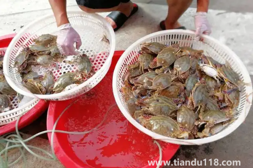 梭子蟹在運(yùn)輸過程中死了還能吃嗎2