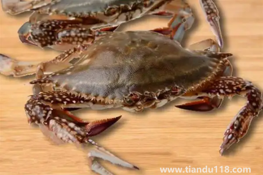 梭子蟹在運(yùn)輸過程中死了還能吃嗎3