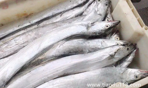 刀魚長(zhǎng)什么樣子圖片2