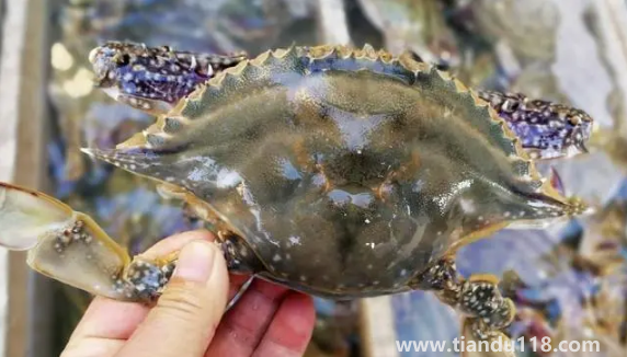 吃了死梭子蟹怎么辦3