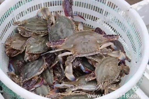 梭子蟹凍死了能不能吃了2