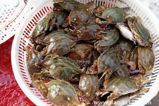 梭子蟹二母蟹會(huì)變成母蟹嗎2