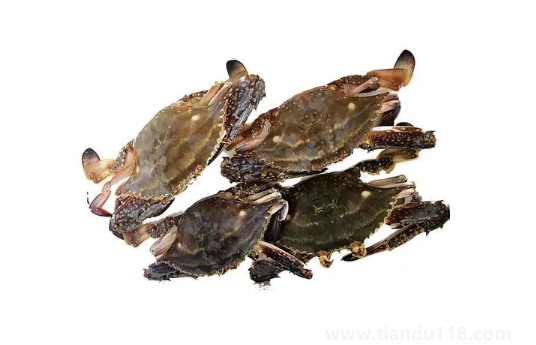 梭子蟹為什么有柴油味2