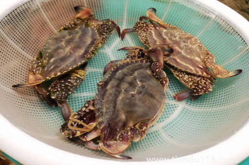 梭子蟹青殼還是黃殼好3