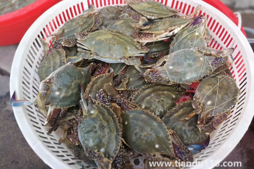 網(wǎng)購(gòu)的梭子蟹上午到的到晚上吃可以嗎3