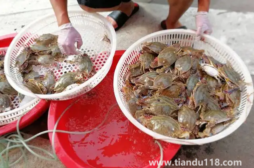 網(wǎng)購梭子蟹品質(zhì)有保證嗎2