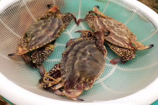梭子蟹在網(wǎng)上買(mǎi)還是市場(chǎng)買(mǎi)2