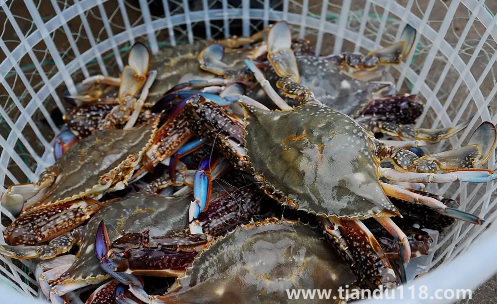 梭子蟹在網(wǎng)上買(mǎi)還是市場(chǎng)買(mǎi)3