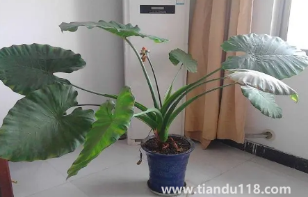 滴水觀音放家里能招財(cái)嗎（家里養(yǎng)滴水觀音的禁忌）