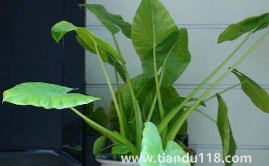 滴水觀音放家里能招財嗎(家里養(yǎng)滴水觀音的禁忌)(圖3) 滴水觀音放家里能招財嗎3