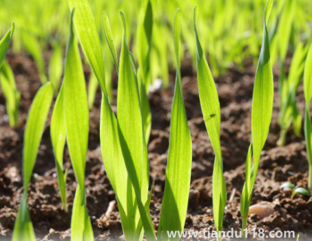 小麥?zhǔn)撬抵胺N還是之后（霜降種麥的相關(guān)說法有哪些）