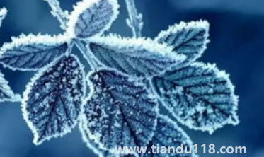 2022年霜降會(huì)提前嗎3