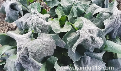 2022年霜凍會(huì)早來(lái)還是晚來(lái)2