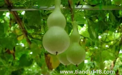 葫蘆是不是不能掛一對（家里最多掛幾個葫蘆）