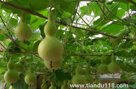 葫蘆是不是不能掛一對 2