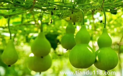 葫蘆是不是不能掛一對 3