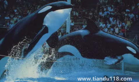 虎鯨的壽命有多長(zhǎng)3