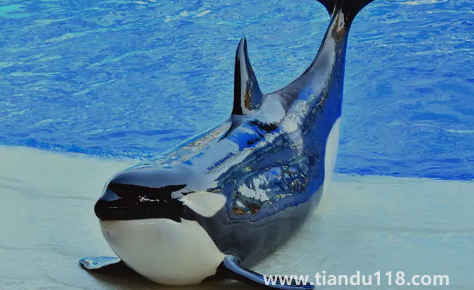 虎鯨為什么討厭海豚3