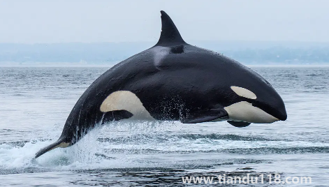 虎鯨表演對(duì)虎鯨的傷害3