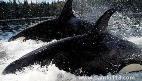 虎鯨表演對(duì)虎鯨的傷害2