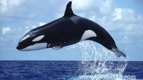 虎鯨表演對虎鯨的傷害（海洋館里的動(dòng)物痛苦嗎）