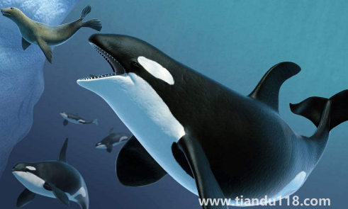 虎鯨為什么對(duì)人類友好最科學(xué)最權(quán)威解釋2