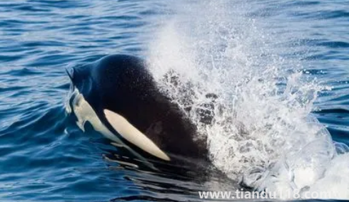 虎鯨為什么對(duì)人類友好最科學(xué)最權(quán)威解釋3