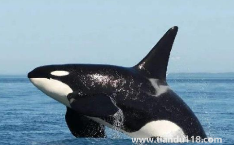 大白鯊真的打不過虎鯨嗎（虎鯊和虎鯨誰厲害）