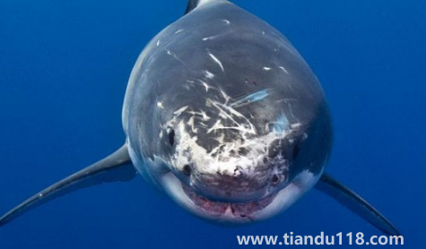 虎鯨說臟話是真是假2