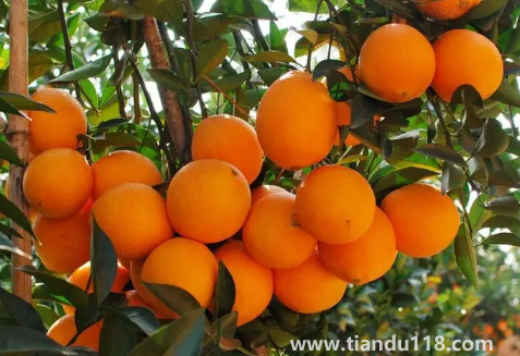 臍橙能烤熟了吃嗎（烤臍橙能治感冒嗎）