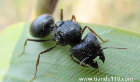 螞蟻放進(jìn)微波爐里加熱會(huì)死嗎（家里有螞蟻窩怎么處理）