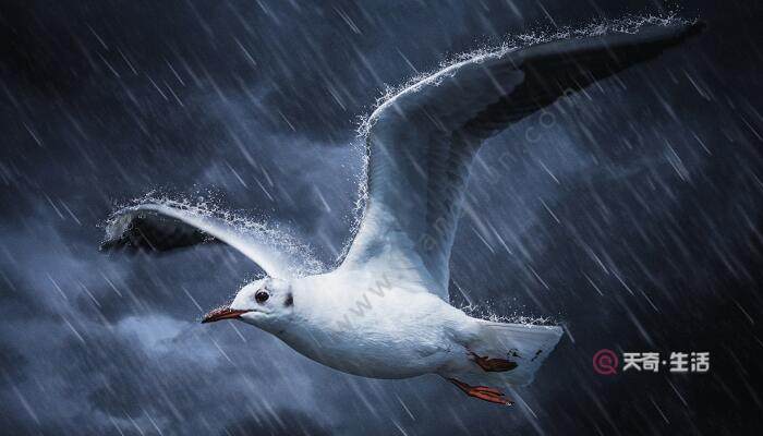 雷雨一課是按照什么的順序來寫的