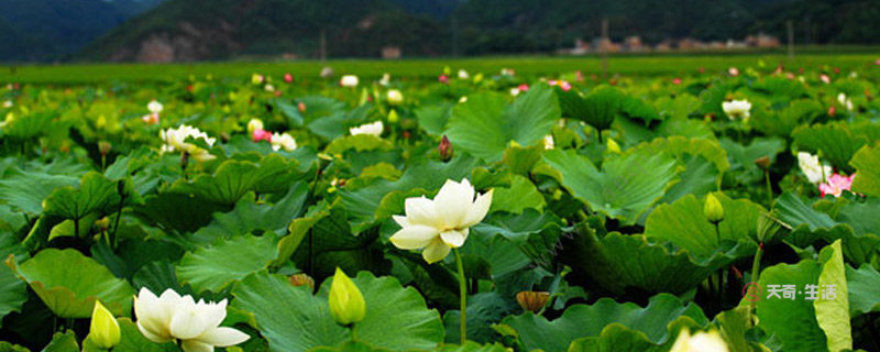 普者黑荷花是什么季節(jié)開的 普者黑荷花是哪個季節(jié)開的(圖1) 普者黑荷花是什么季節(jié)開的