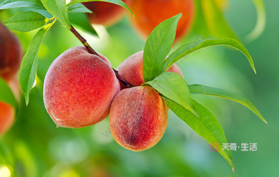 徐州有哪些特產(chǎn)