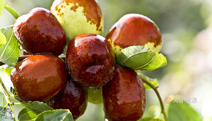 新疆阿克蘇特色水果有哪些